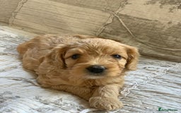 Cockapoo dogs for sale: Adorable Cockapoo Puppies  - Image 5