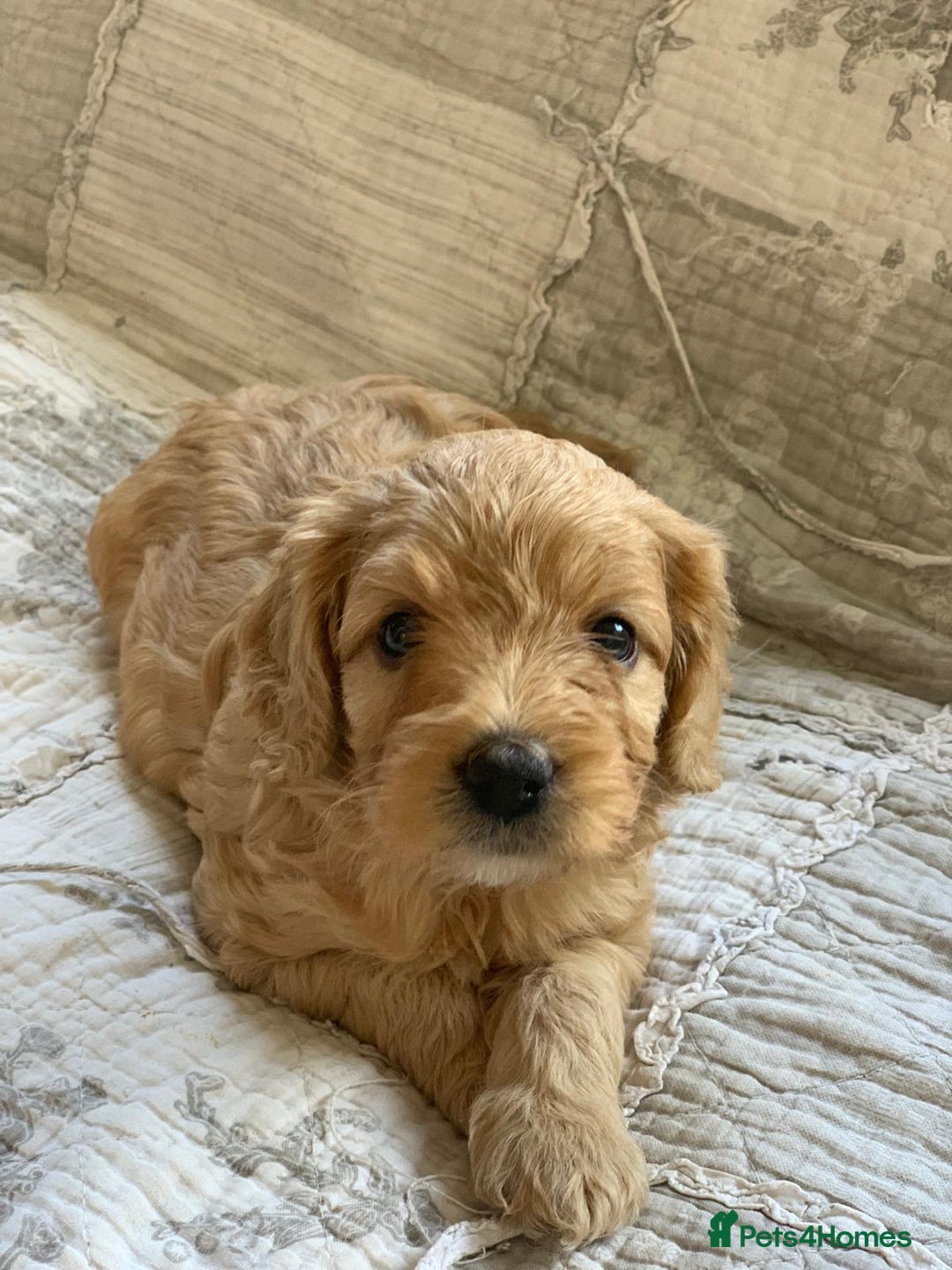 Cockapoo dogs for sale: Adorable Cockapoo Puppies  - Image 5