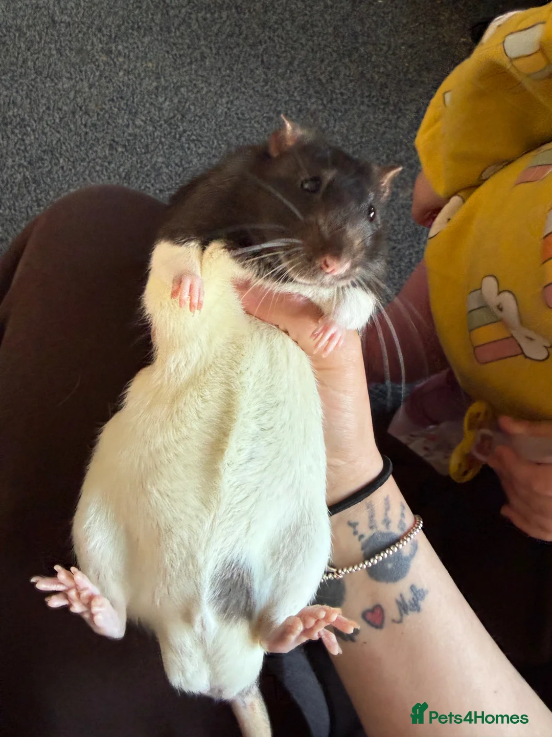 Rat rodents for sale: 9 month old tame male rats & set up - Advert 2