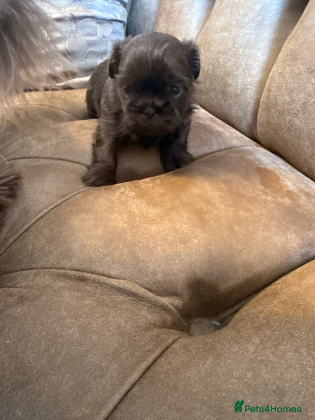 Shih Tzu dogs for sale: IMPERIAL CHOCOLATE SHIHTZU. - Advert 14