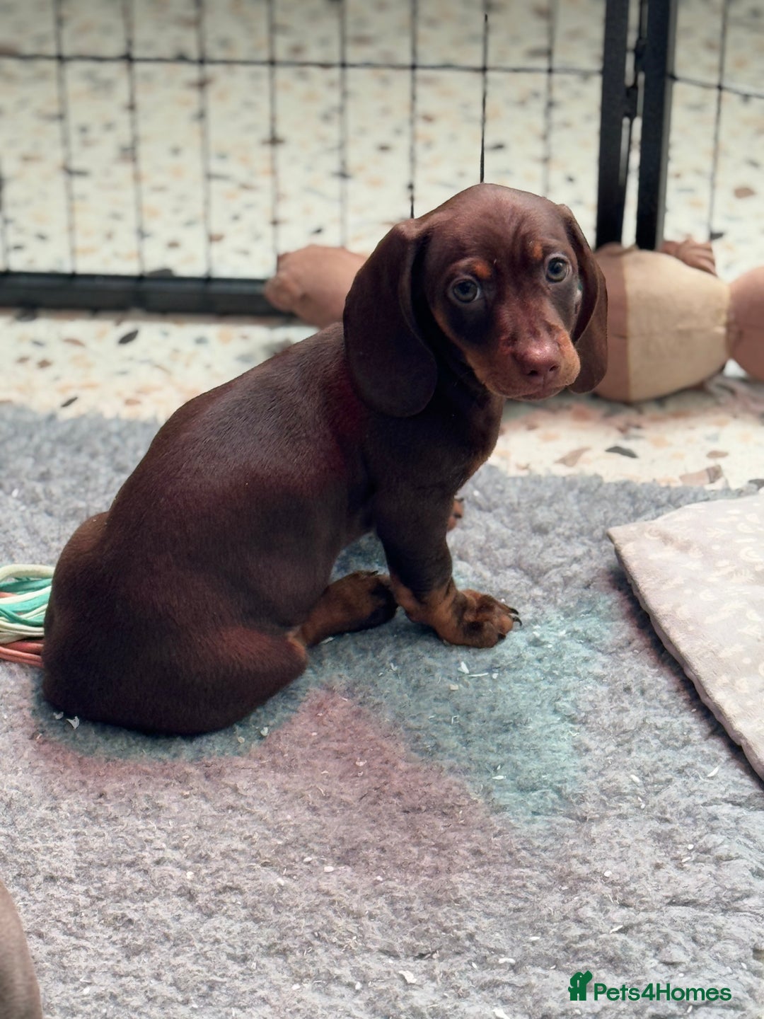 Miniature Dachshund dogs for sale: KC Registered Miniature Shorthaired Dachshund - Advert 31