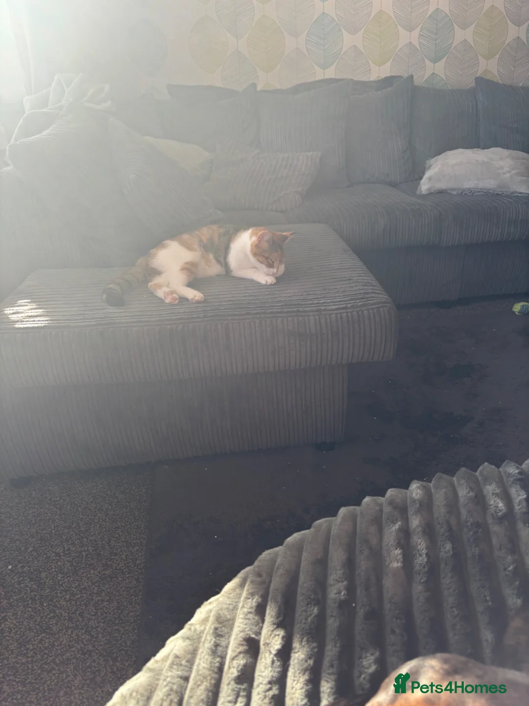 Mixed Breed cats for sale: 10 beautiful kittens in Birmingham - Advert 2