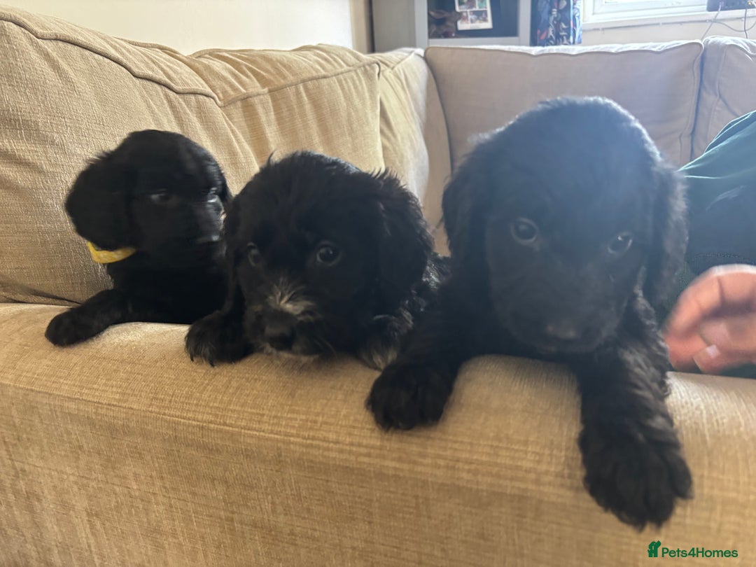 Goldendoodle dogs for sale: 12 Stunning Goldendoodles - Image 1