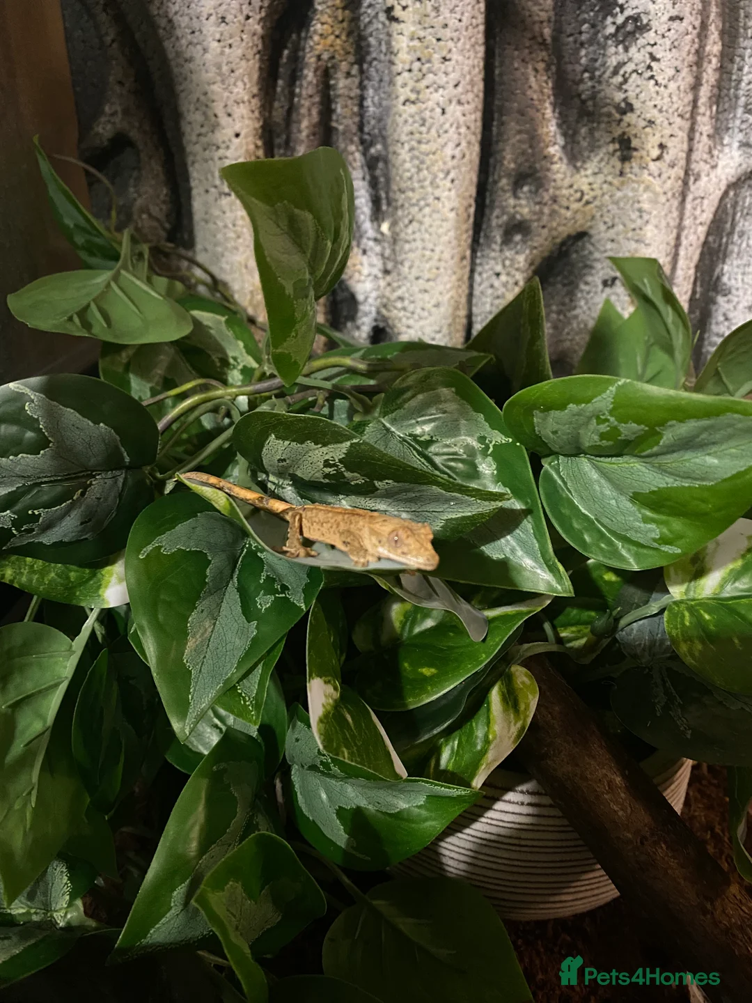 Gecko reptiles for sale: Young Crested Gecko plus Vivarium - Advert 2