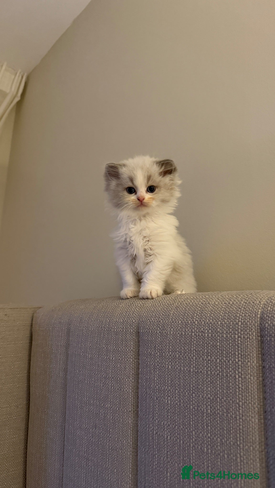 Ragdoll cats Pedigree Ragdoll Registered 🌸  - Advert 2