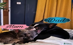 Mixed Breed dogs for sale: Frenchie x Boston Terrier Puppies🩶💙 - Image 5