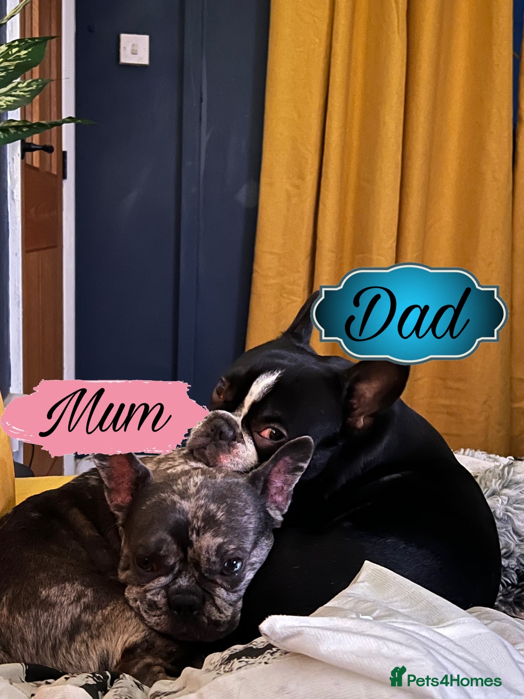 Mixed Breed dogs for sale: Frenchie x Boston Terrier Puppies🩶💙 - Image 5