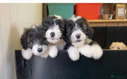 Mixed Breed dogs for sale: Bearded Collie Cross Miniature Poodle Puppies - Image 6