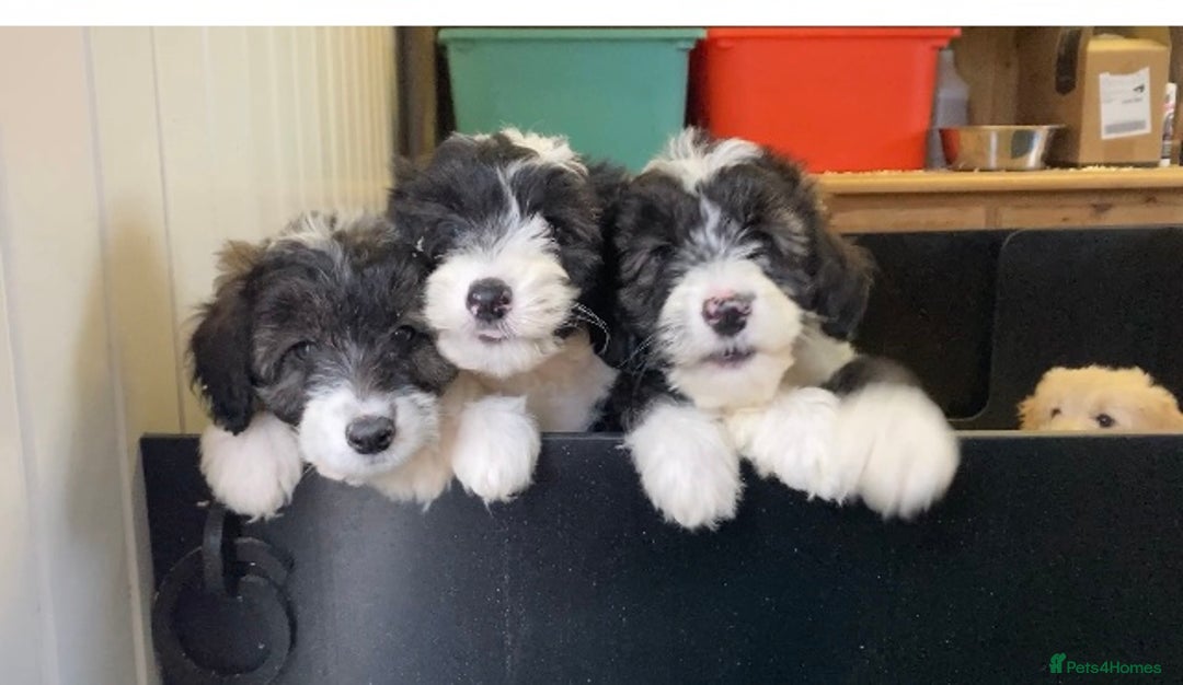 Mixed Breed dogs for sale: Bearded Collie Cross Miniature Poodle Puppies - Image 6