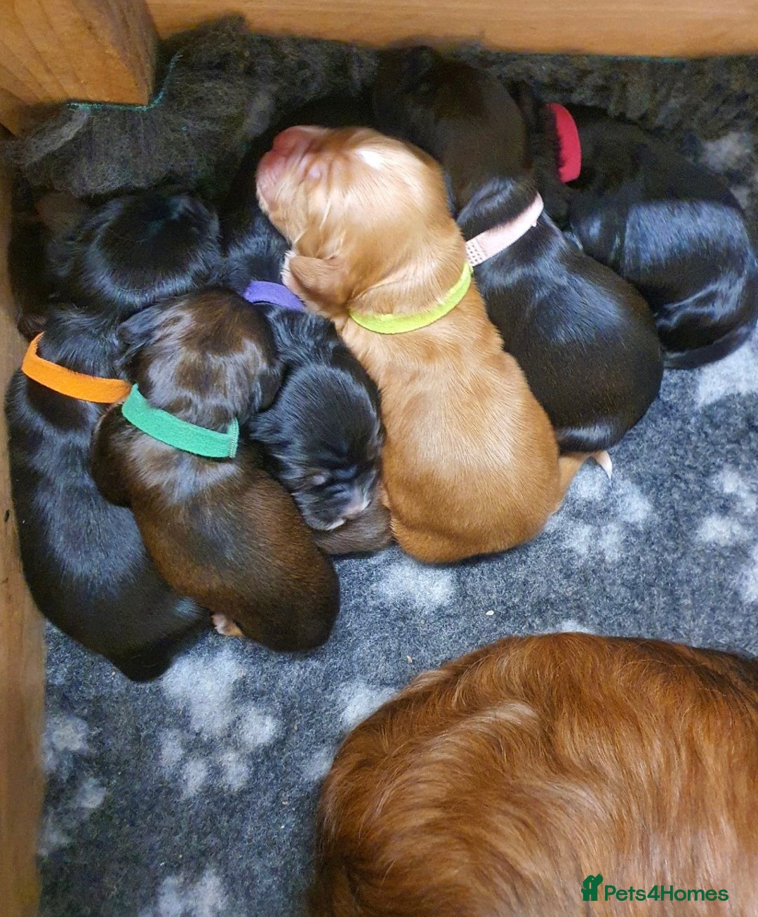 Cocker Spaniel dogs for sale: Litter of gorgeous cocker spaniel puppies  - Advert 6