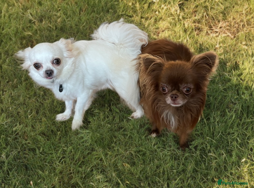 Chihuahua dogs for sale: Last show quality KC long coat Boy  - Advert 16