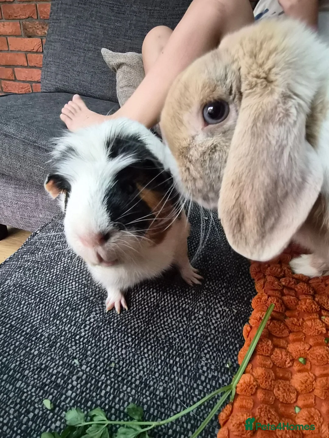 Guinea Pig rodents for sale: guinea pig - Advert 1