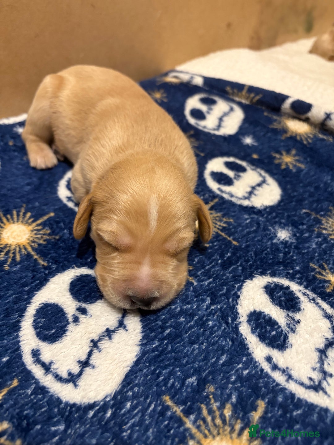 Cockerdor dogs for sale: Beautiful litter of Cockerdor puppies  - Advert 8