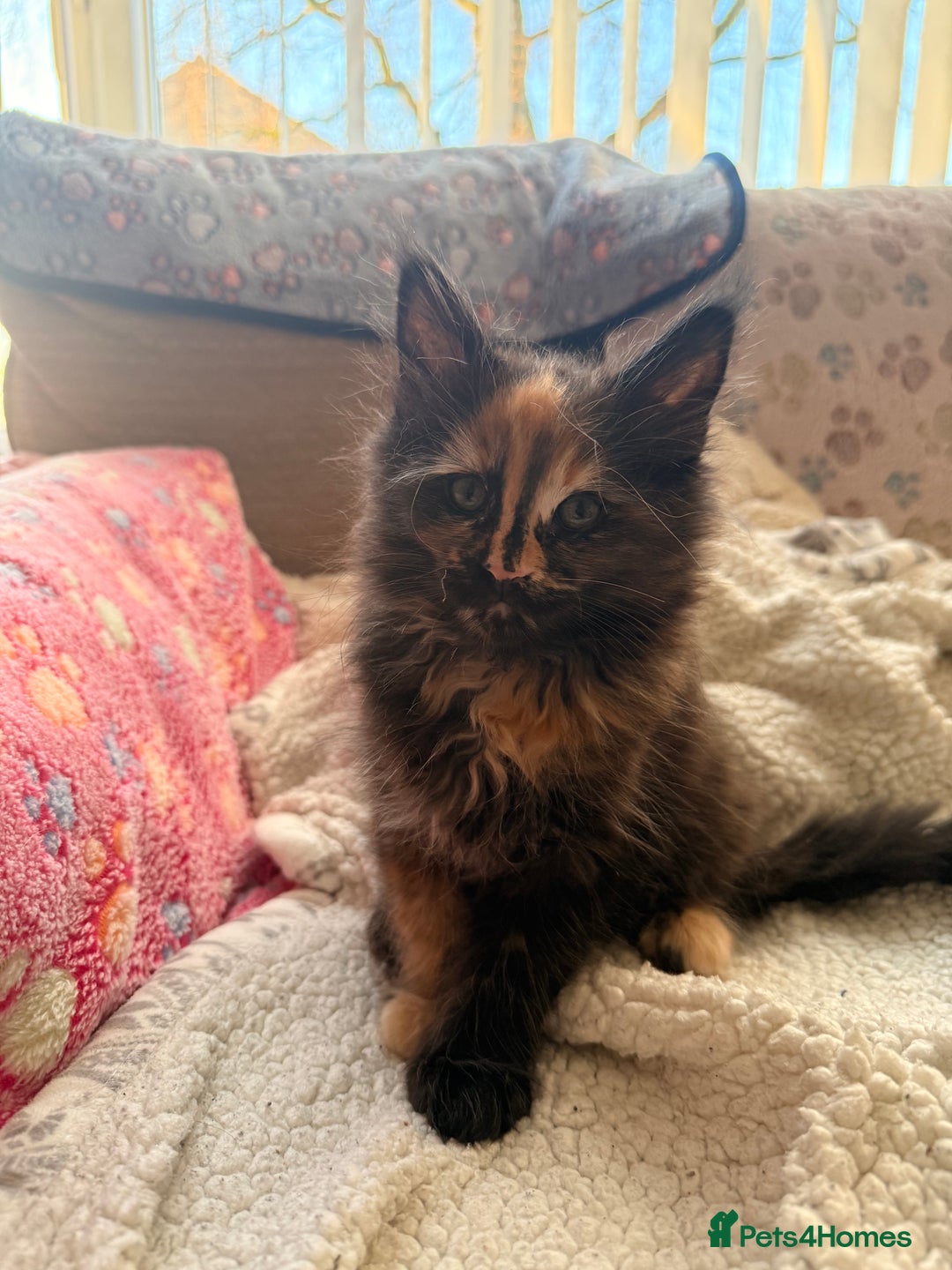 Maine Coon cats for sale: Beautiful Maine Coon Kittens - Advert 7