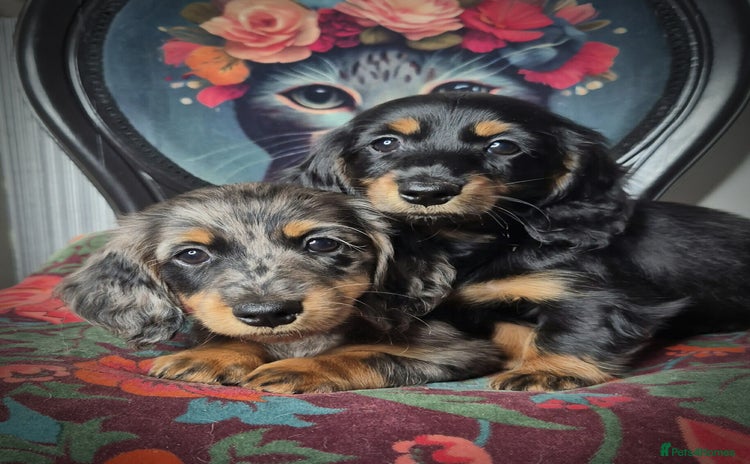 Miniature Dachshund dogs - Advert 3