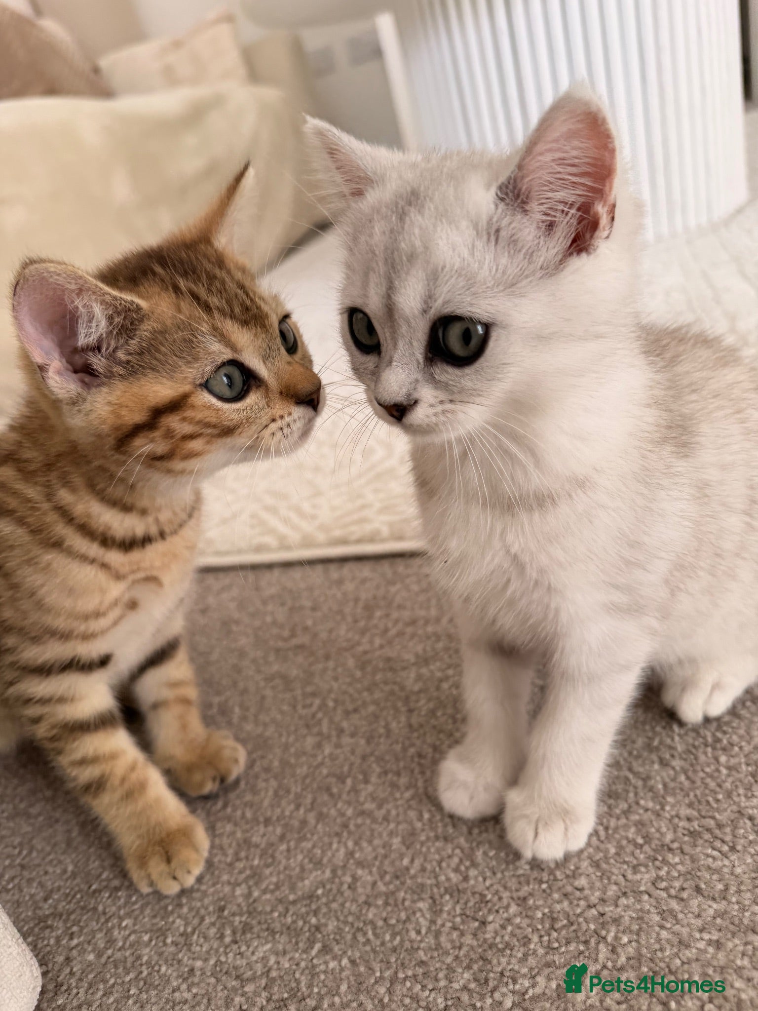 British Shorthair cats 2 adorable kittens  - Advert 1