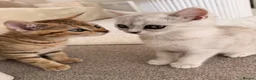 British Shorthair cats for sale: 2 adorable kittens  in Eastleigh - Advert 1