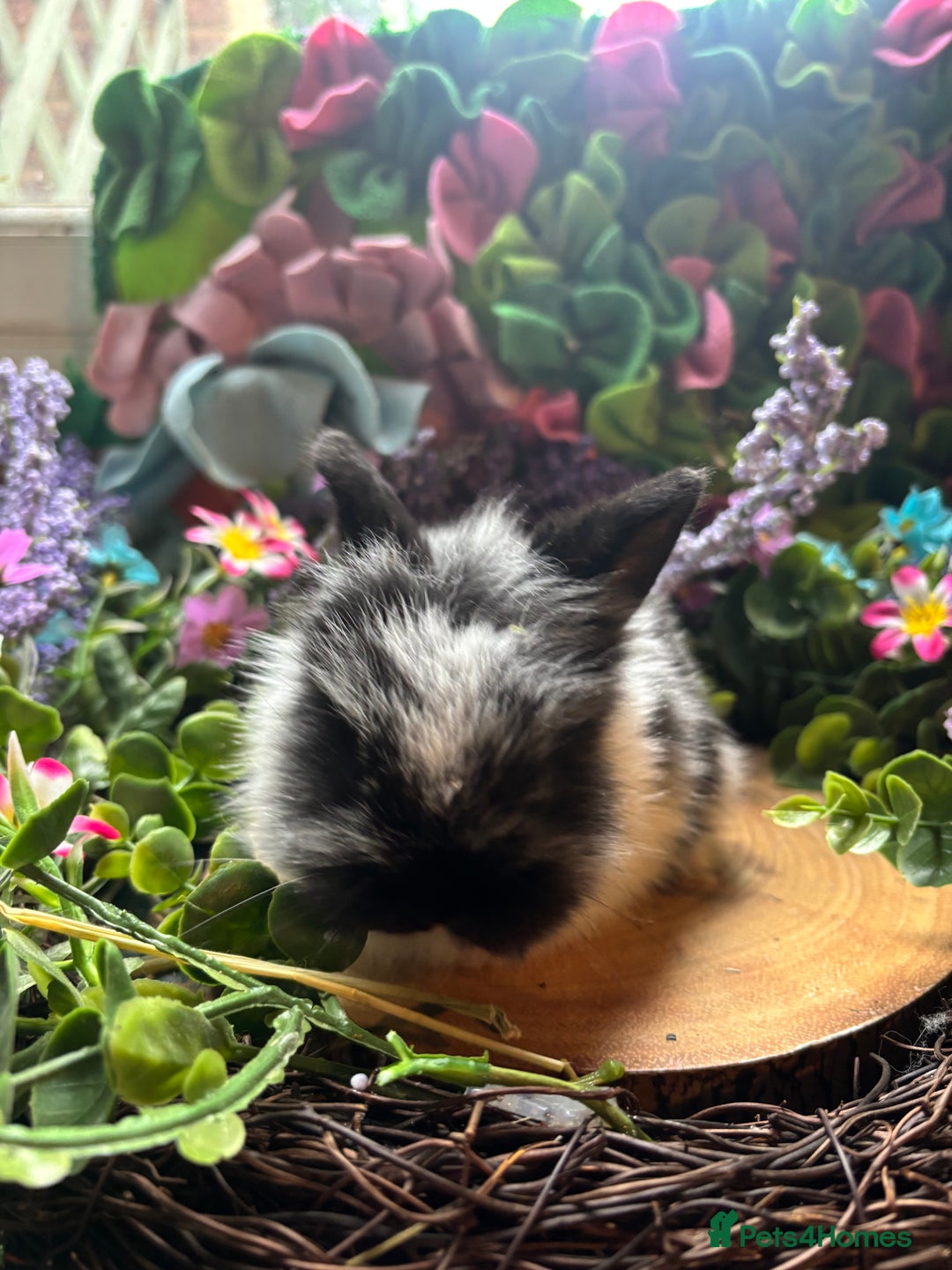 Mini Lion Lop rabbits for sale: Mini lion lops  - Advert 3