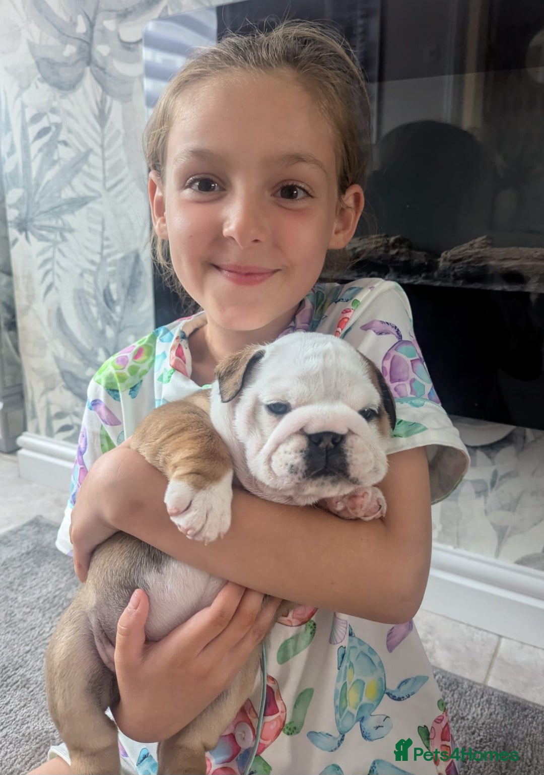 English Bulldog dogs for sale: Champion sired female puppy available  - Image 6
