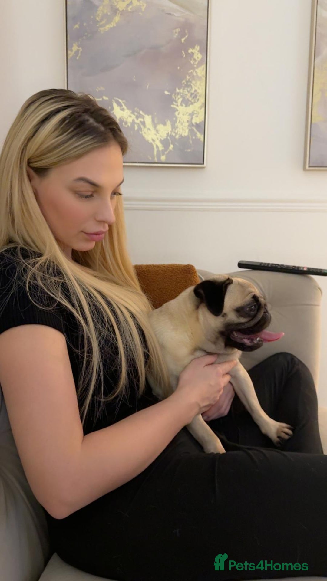 Pug dogs for sale: Girl ready now  - Image 3