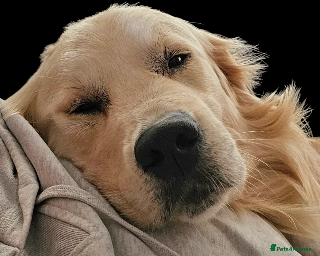 Golden Retriever dogs for stud:   ICT CLEAR Proven Golden Retriever for stud in Manchester - Advert 22