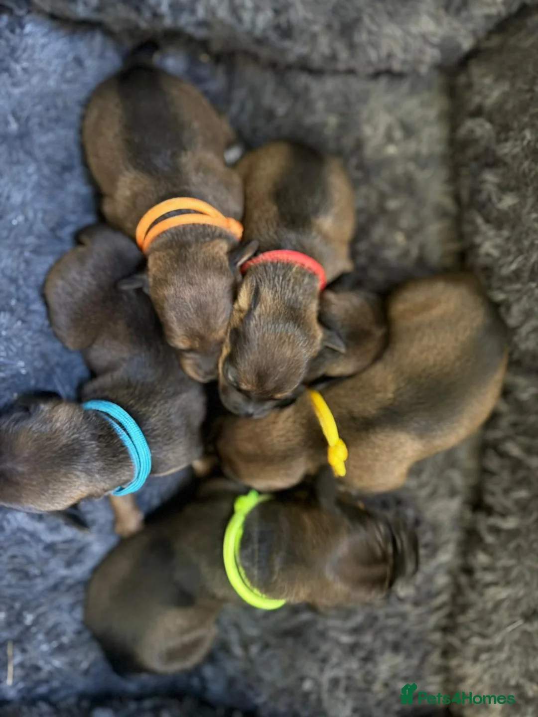 Patterdale Terrier dogs for sale: Red Patterdale pup - Advert 2