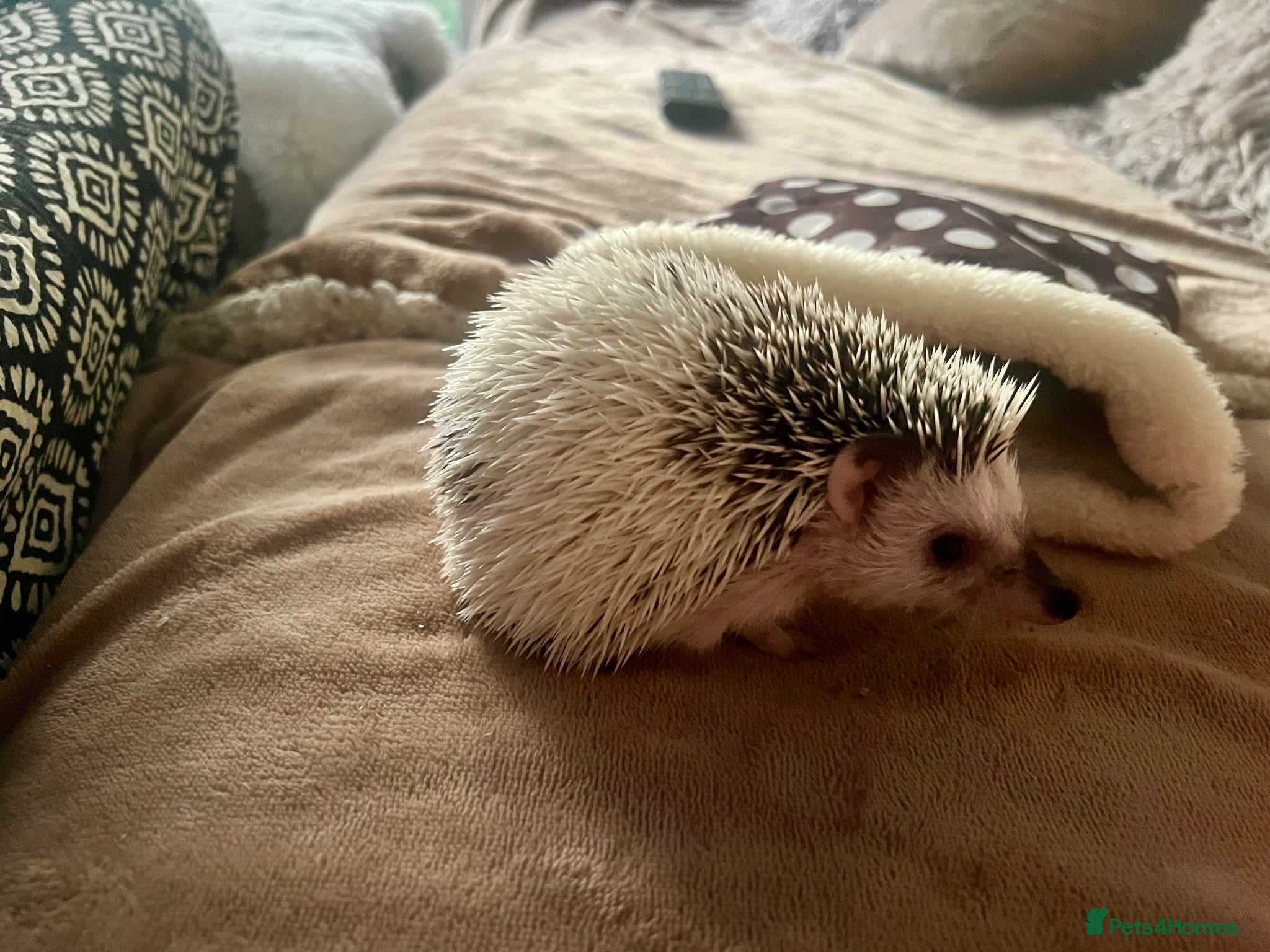 Pygmy Hedgehog rodents Male African Pygmy hedgehog (set up separate)  - Advert 1