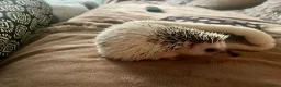 Pygmy Hedgehog rodents for sale: Male African Pygmy hedgehog (set up separate)  - Advert 2