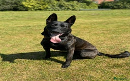 Belgian Shepherd Dog dogs for sale: Dutch shepherd puppies  - Image 13