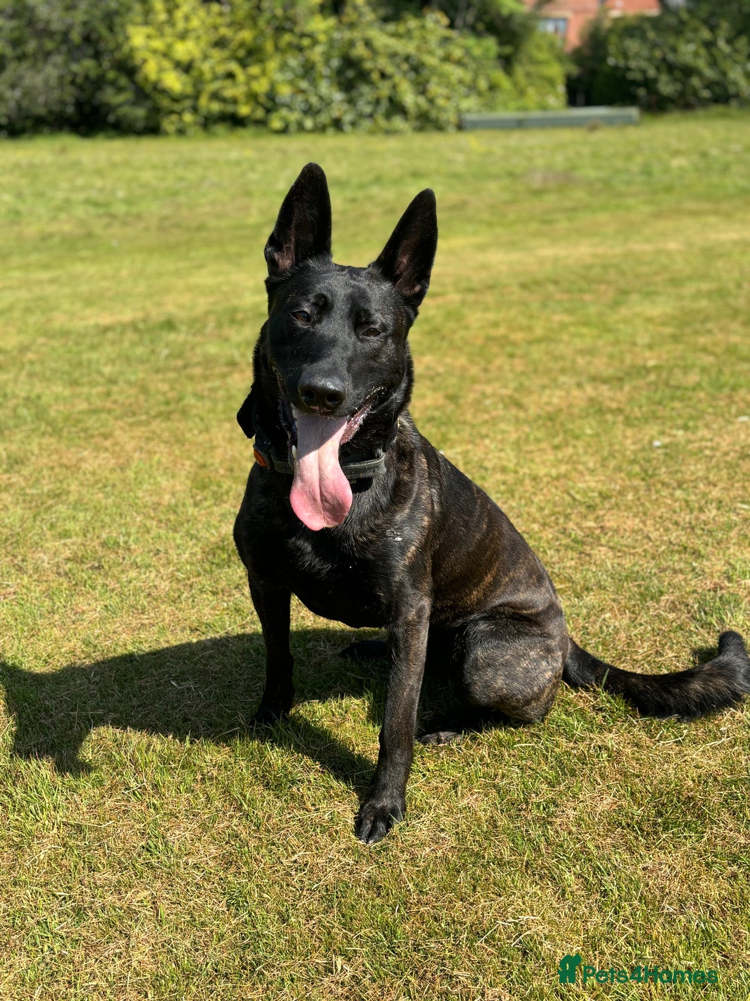 Belgian Shepherd Dog dogs for sale: Dutch shepherd puppies  - Image 13