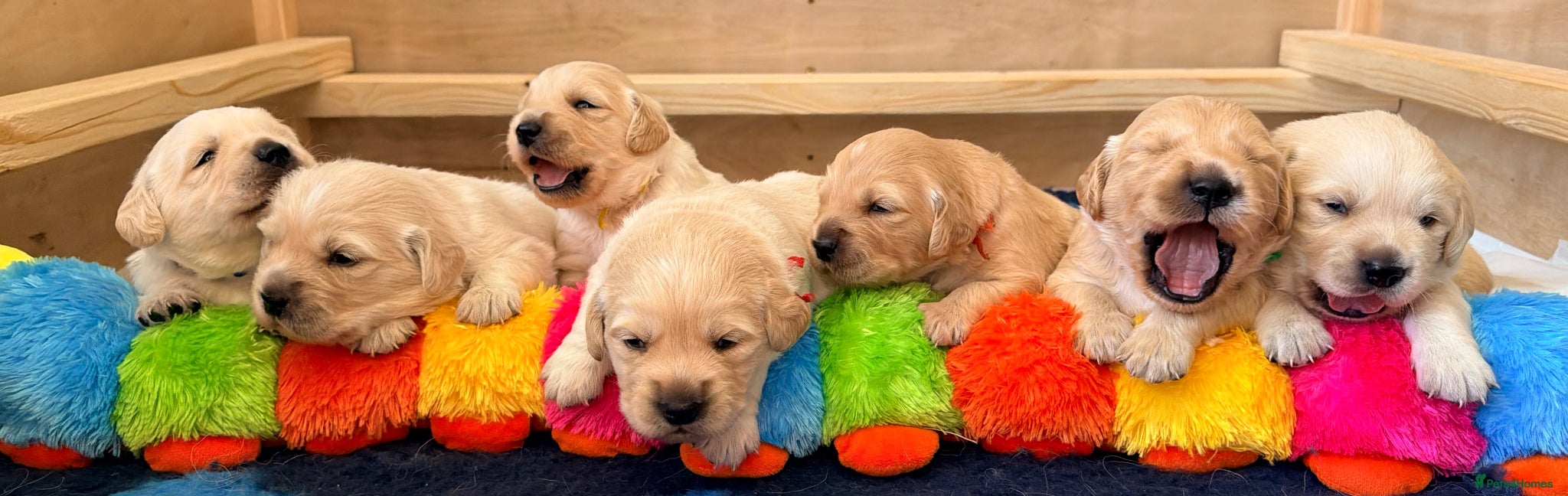 Goldador dogs Goldador - Labrador x Golden Retriever  - Advert 10