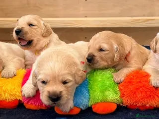 Goldador dogs Goldador - Labrador x Golden Retriever - Advert 10