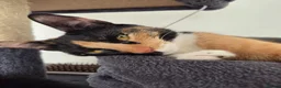 Mixed Breed cats for sale: 4 month old female kitten  - Advert 2