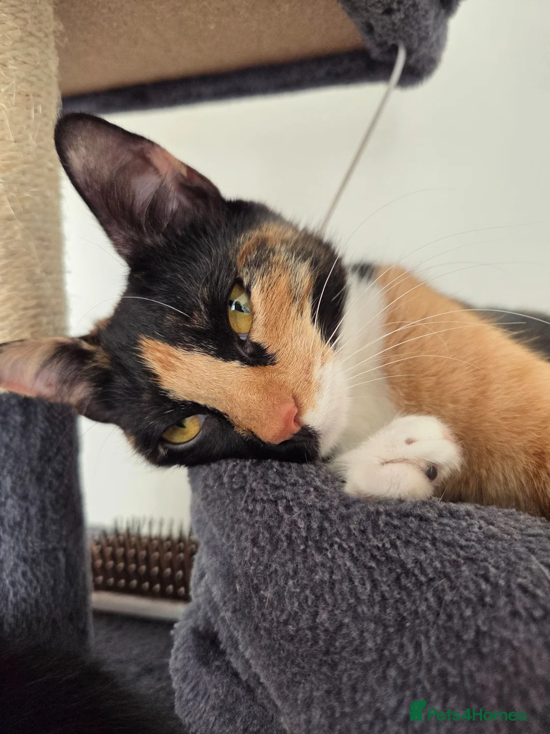 Mixed Breed cats for sale: 4 month old female kitten  - Advert 2