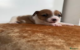 Jack Russell dogs for sale: Jack Russel puppies for sale  - Image 26