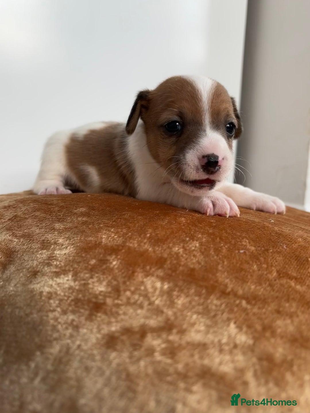 Jack Russell dogs for sale: Jack Russel puppies for sale  - Image 26
