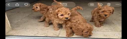 Cavapoo dogs for sale: Cavapoo f1b pups  - Advert 11