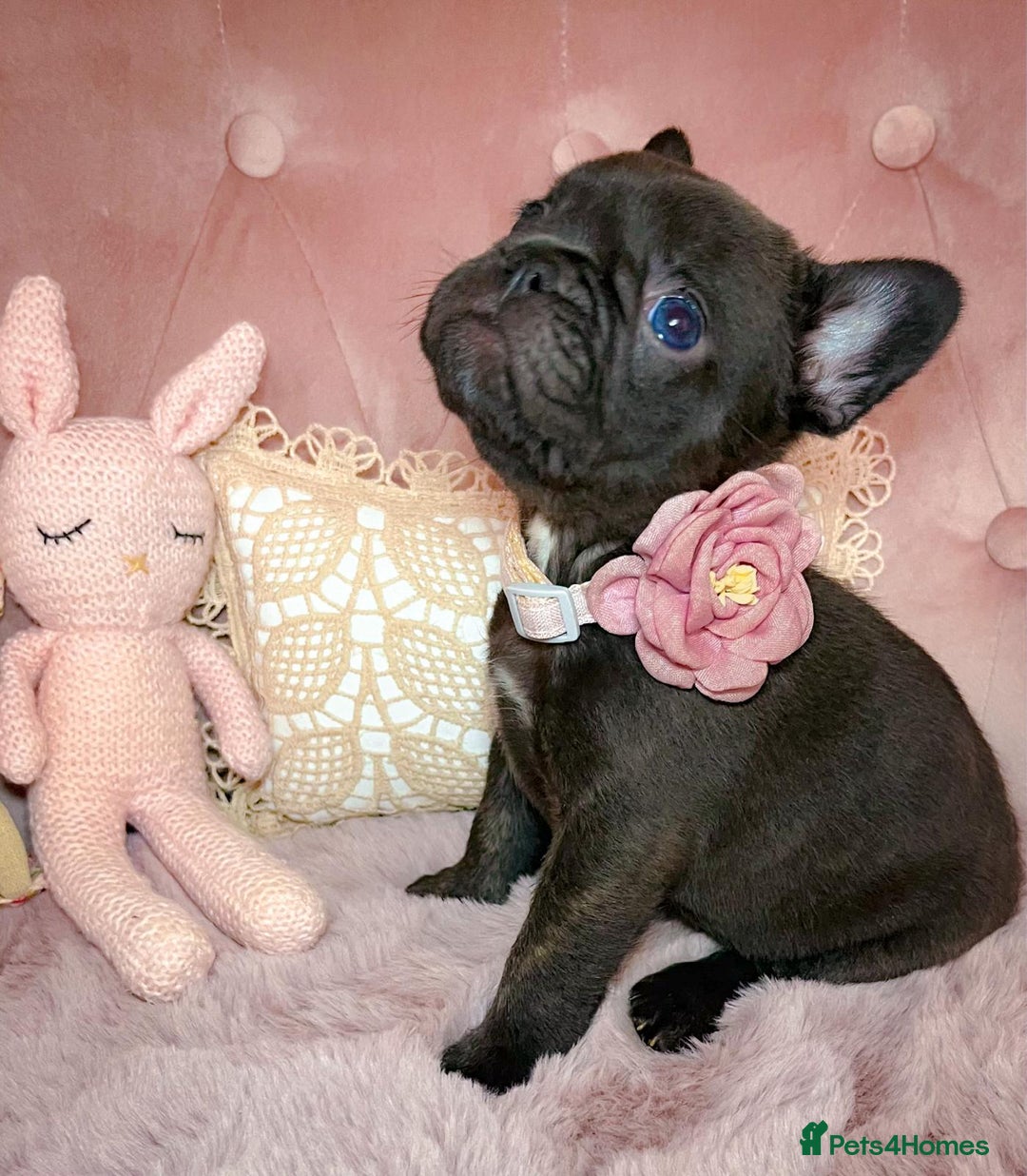 French Bulldog dogs for sale: 🌸BEAUTIFUL CHOCOLATE GIRL READY TO GO🌸 - Advert 1