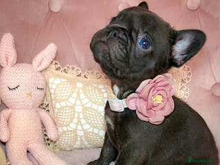 French Bulldog dogs 🌸BEAUTIFUL CHOCOLATE GIRL READY TO GO🌸 - Advert 4