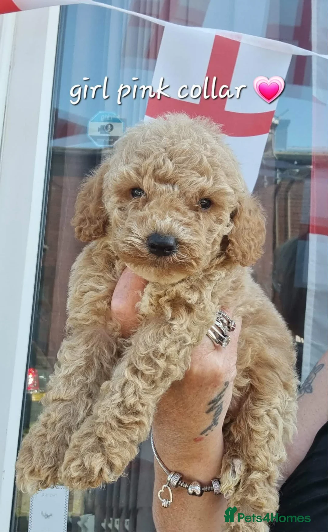 Cavapoochon dogs for sale: Beautiful cavapoochon puppies  - Advert 2