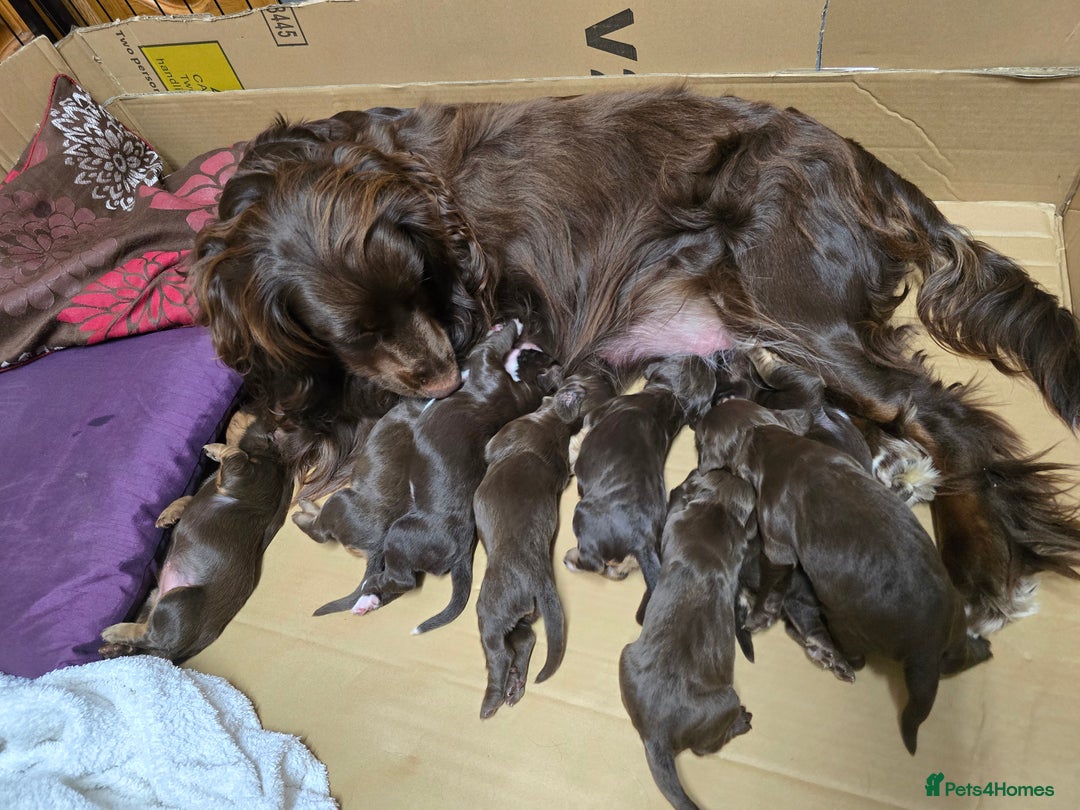 Cocker Spaniel dogs for sale: 3 Girls Looking For Loving Homes - Image 20