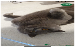 Ragdoll cats for sale: One beautiful blue boy Ragdoll x BSH - Image 10