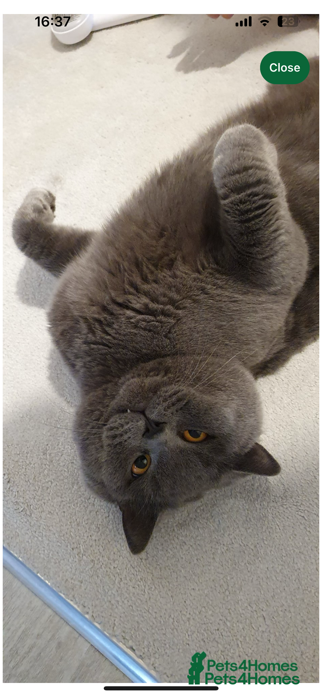 Ragdoll cats for sale: One beautiful blue boy Ragdoll x BSH - Image 10