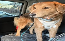 Mixed Breed dogs for adoption: Sweet Nathan Is looking for Love  - Image 15