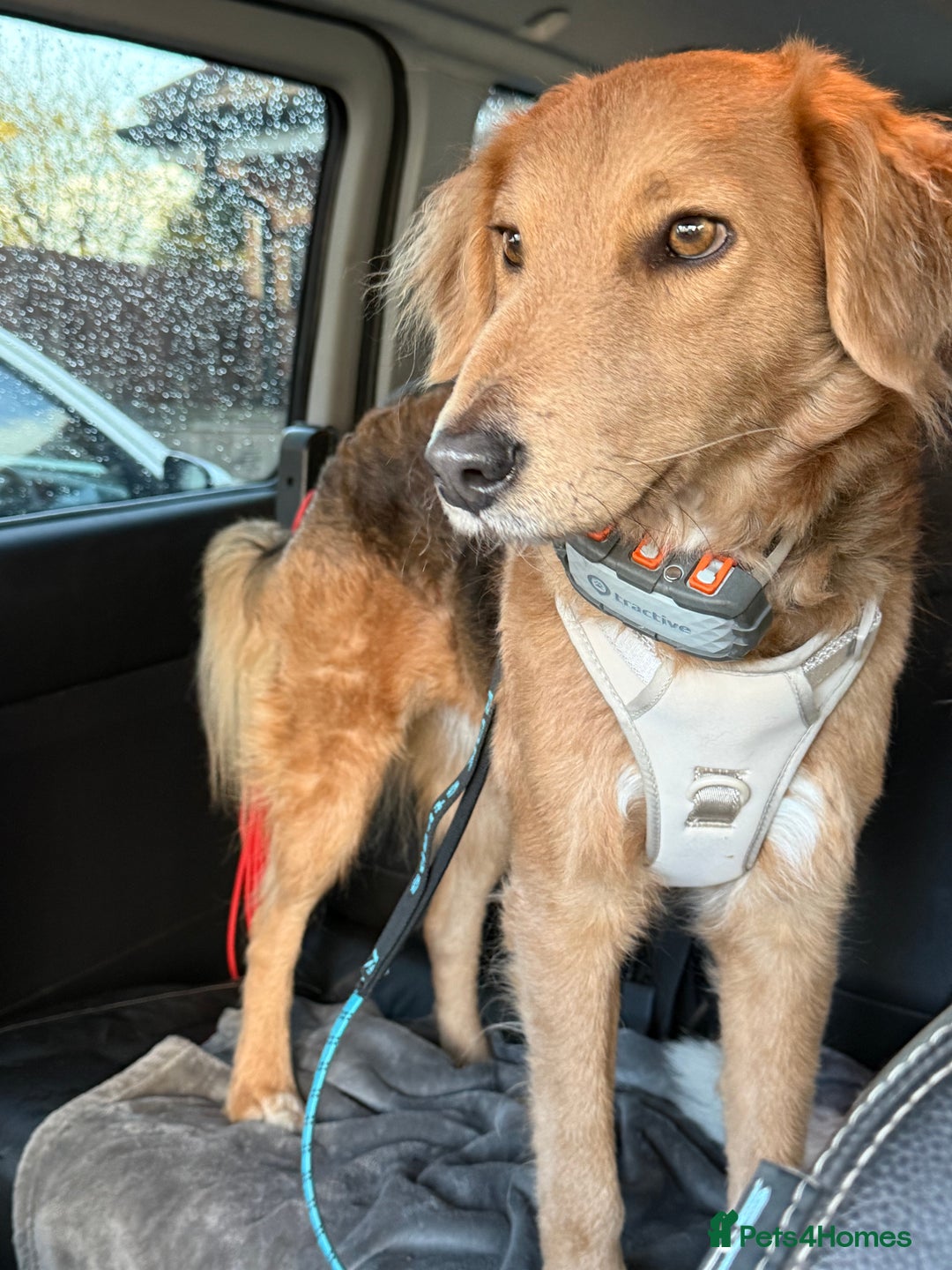 Mixed Breed dogs for adoption: Sweet Nathan Is looking for Love  - Image 15