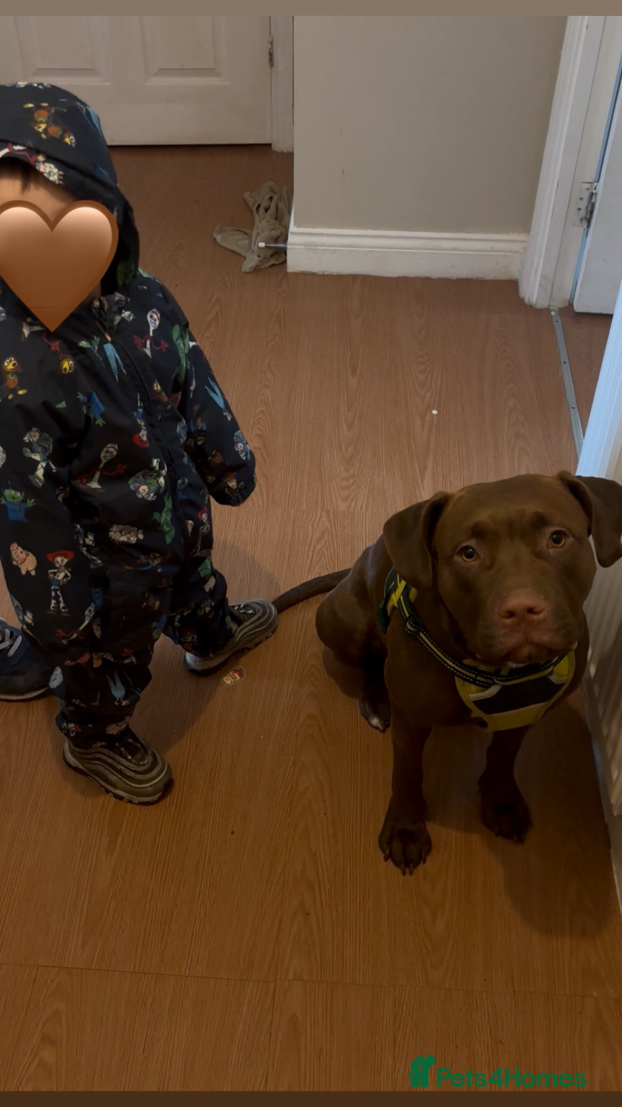 Mixed Breed dogs Staff x Lab  - Advert 1