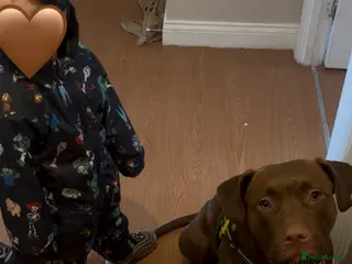 Mixed Breed dogs Staff x Lab - Advert 3