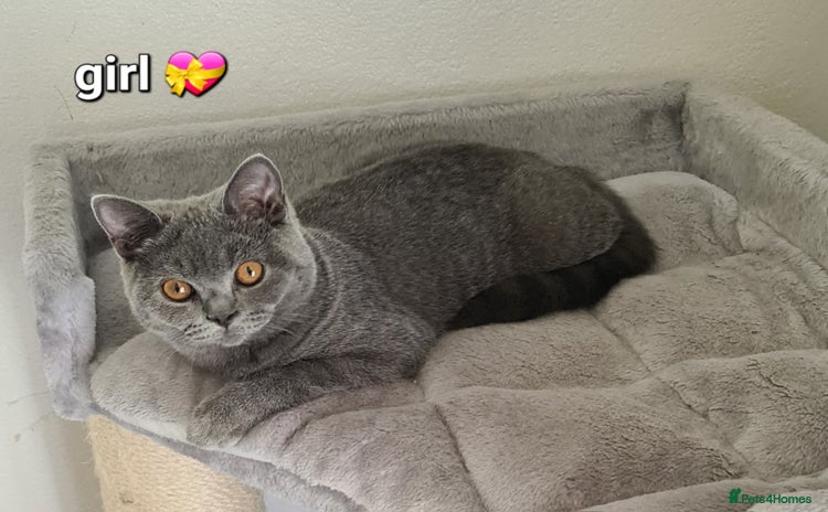 British Shorthair cats in Mexborough - Advert 2
