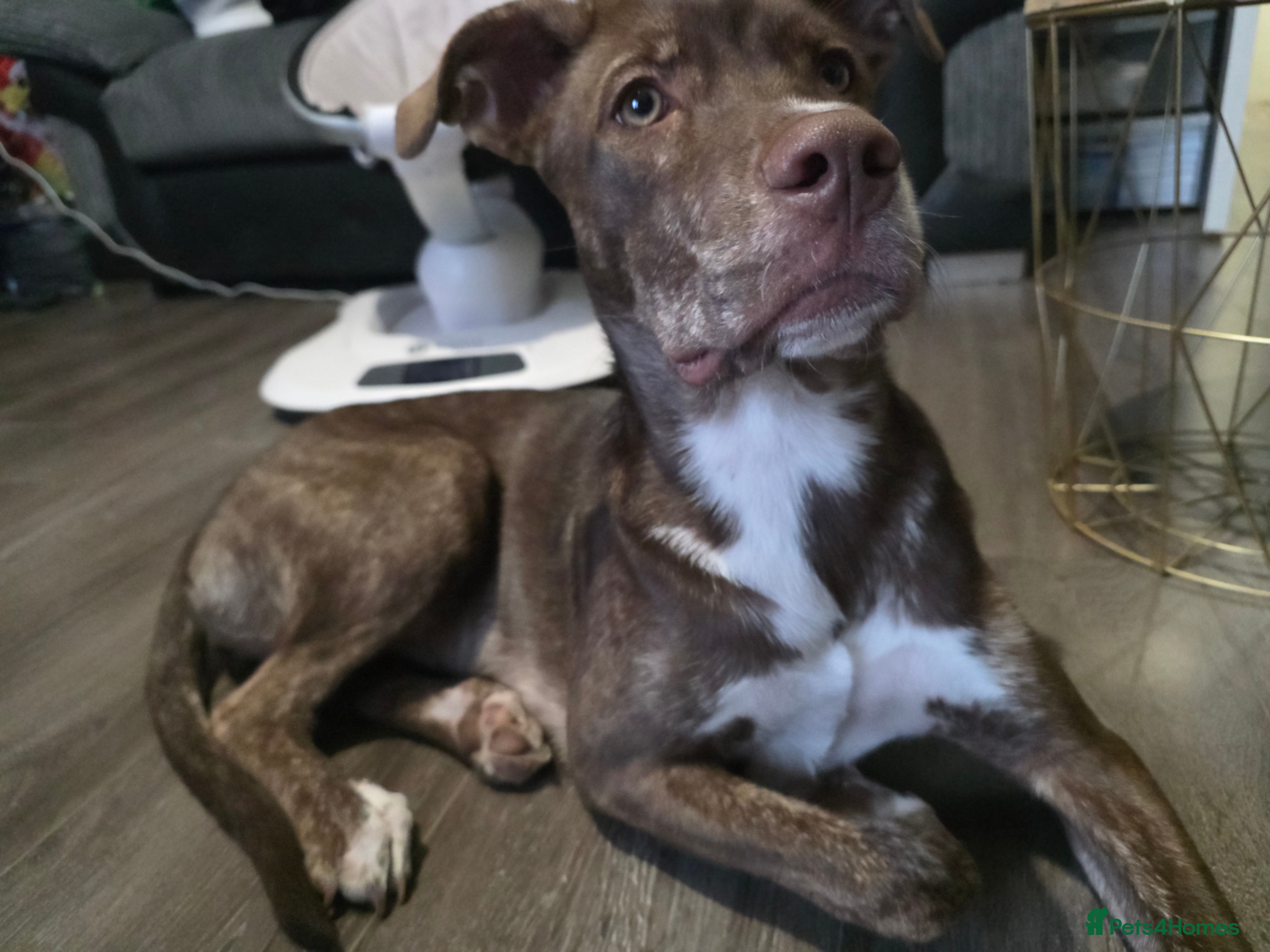 Mixed Breed dogs Beautiful chocolate mix breed puppy  - Advert 1