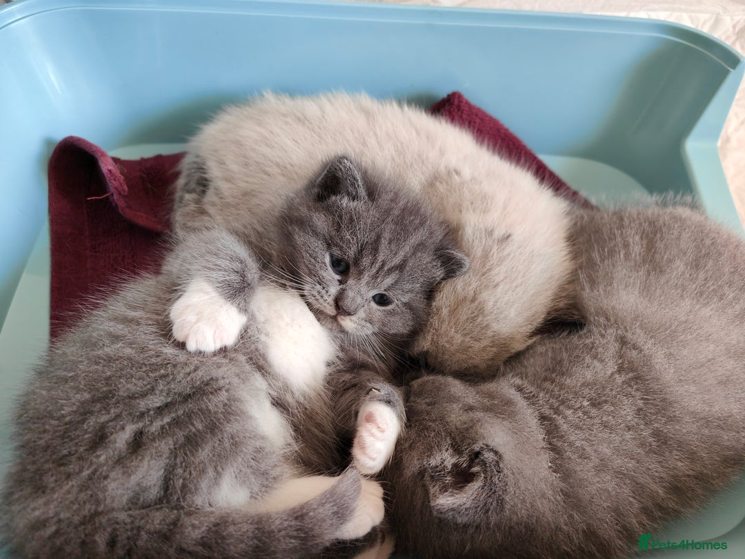 British Shorthair cats for sale: British Shorthair Kittens - Image 7